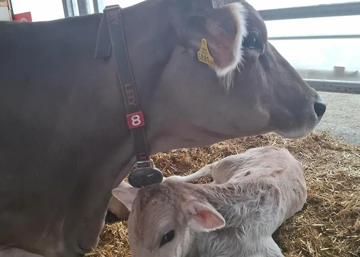 Апартаменты Stoanerhof