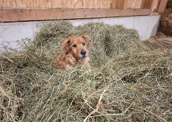 Апартаменты Stoanerhof *