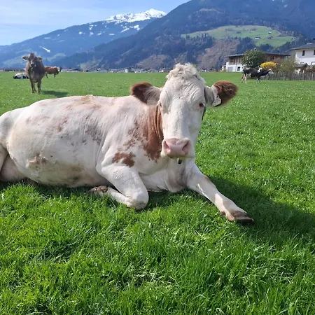 Stoanerhof Appartement