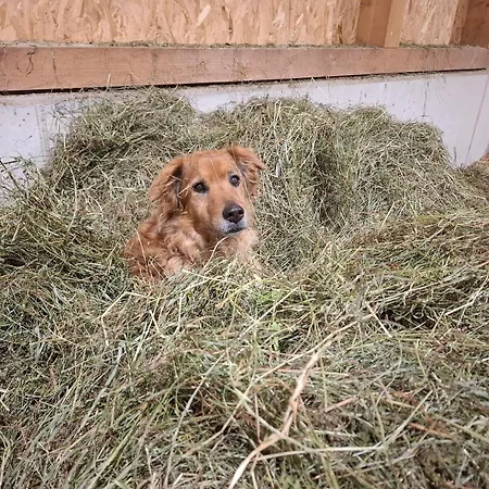 Appartement Stoanerhof *
